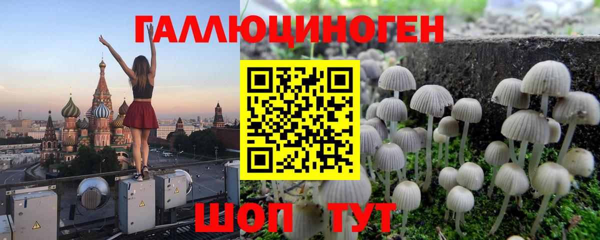 Галлюциногенные грибы Psilocybine cubensis Сосновый Бор